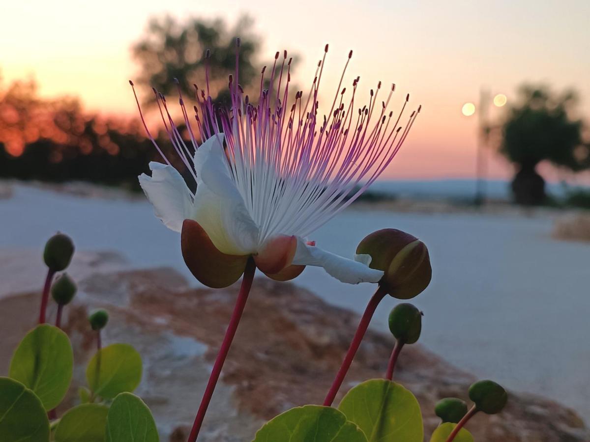 Carrua ξενώνας Marzamemi Εξωτερικό φωτογραφία